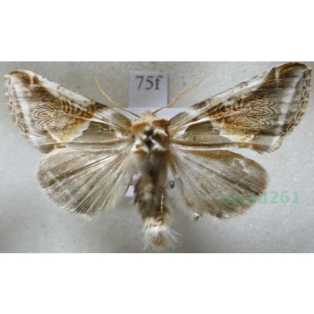 Habrosyne pyritoides (Hufnagel, 1766) Pluszówka agatka Czech75f